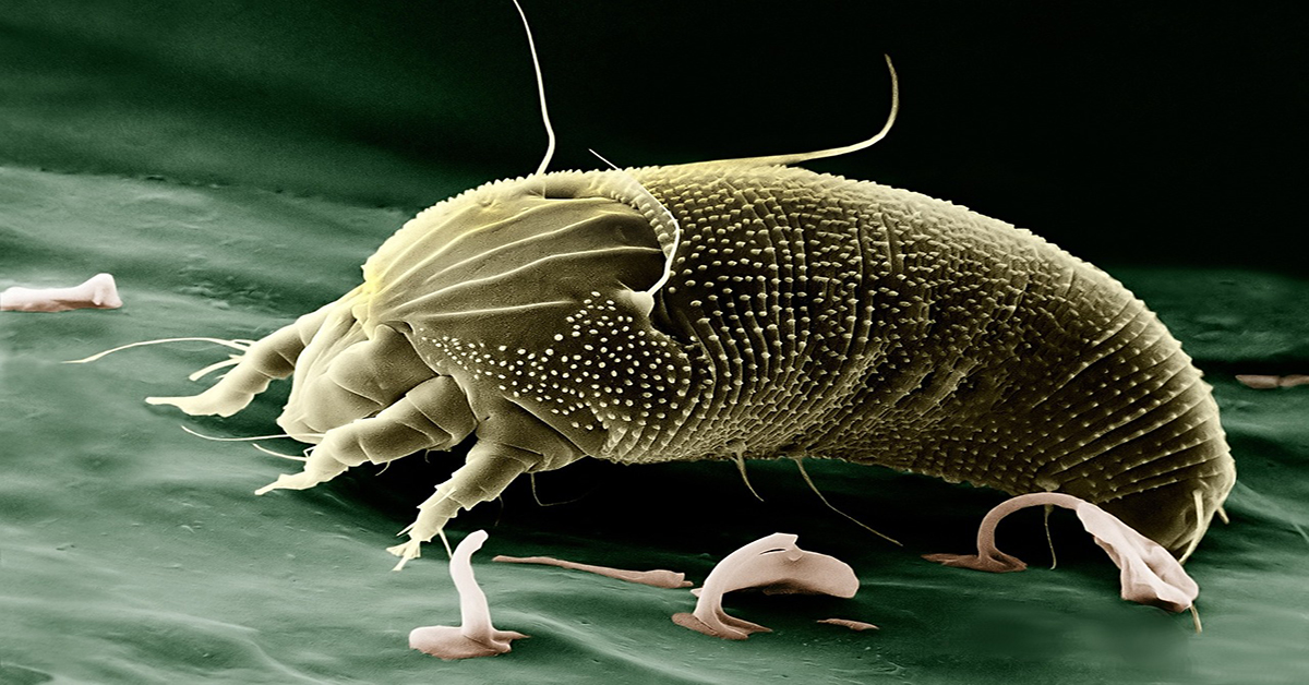 Do Air Purifiers Help With Dust Mites