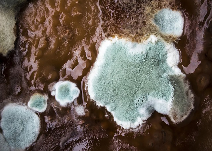 Mold in a humidifier is dangerous, but you can avoid it by cleaning it frequently.